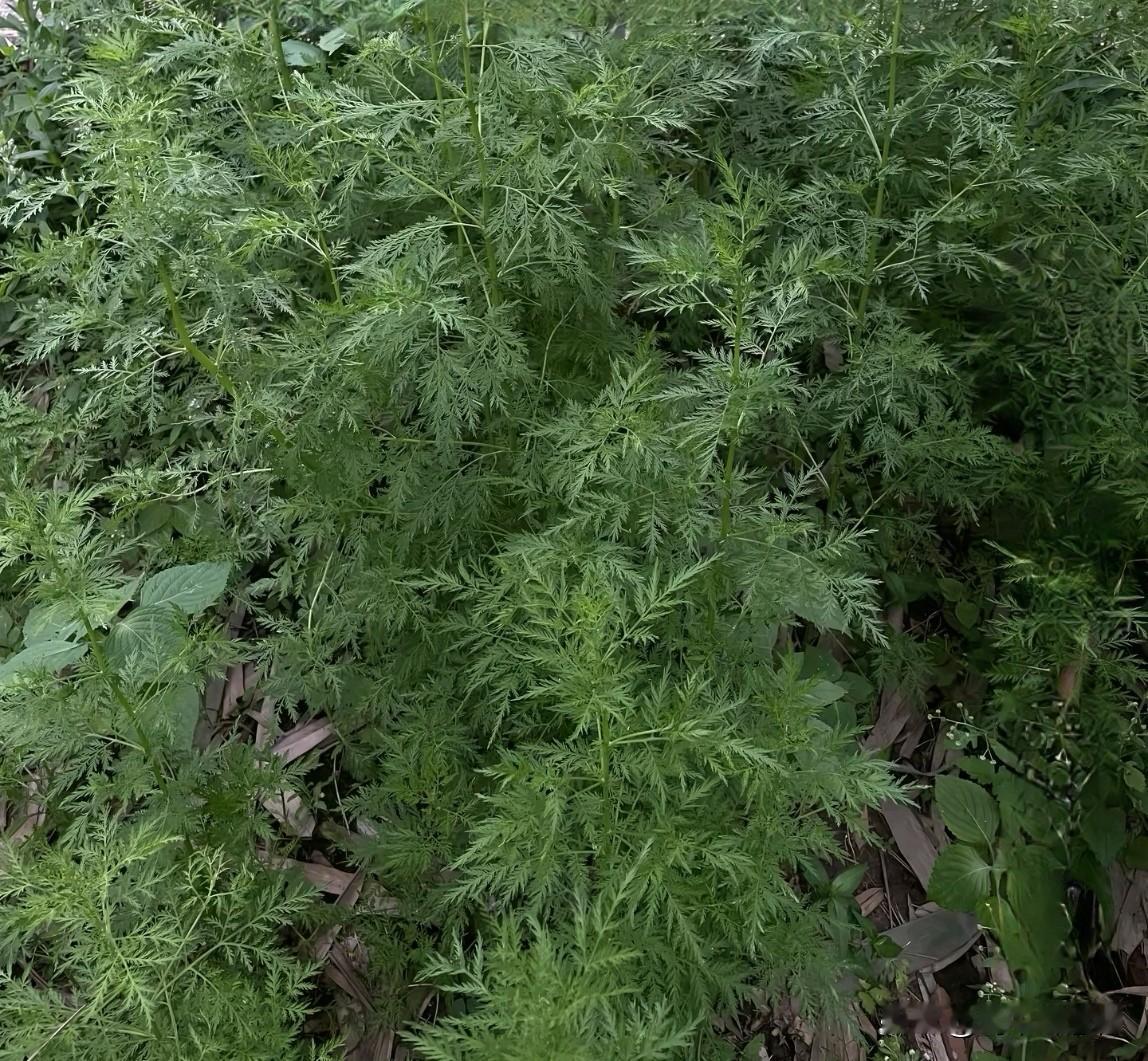 在川南一带民间，有一种传说能清热解毒、可用来泡水喝的野草，名叫牛尿蒿，如今已被寻