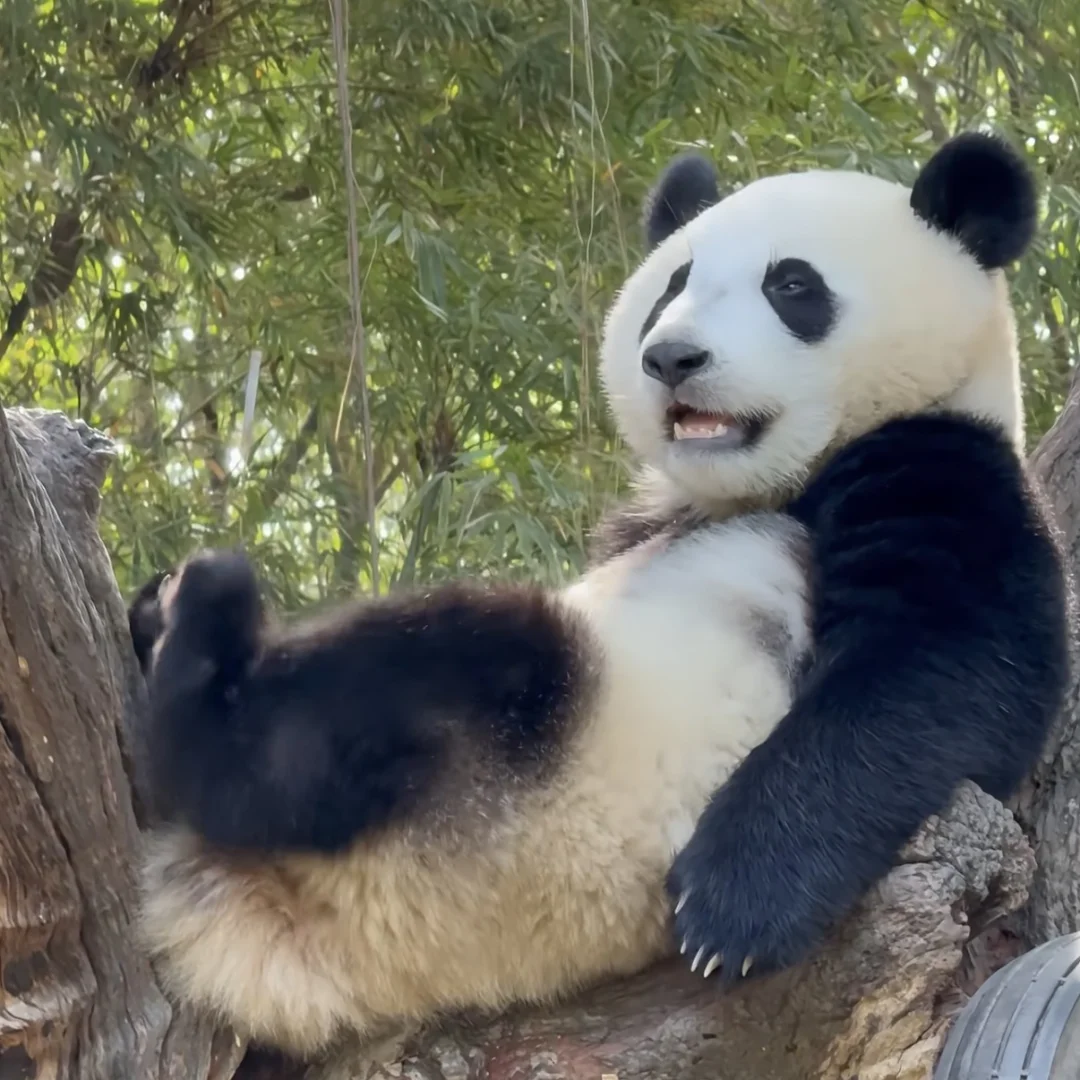 小妹猪生日快乐！🎉🎉