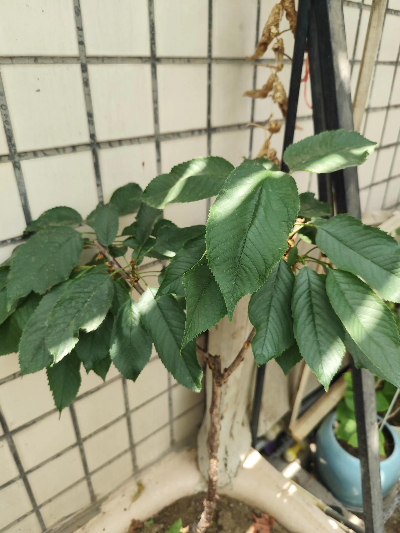 我的手机让我刷成不是东北上山采菜就是新疆找小院。
看人家上山采蕨菜，黄瓜香我就想
