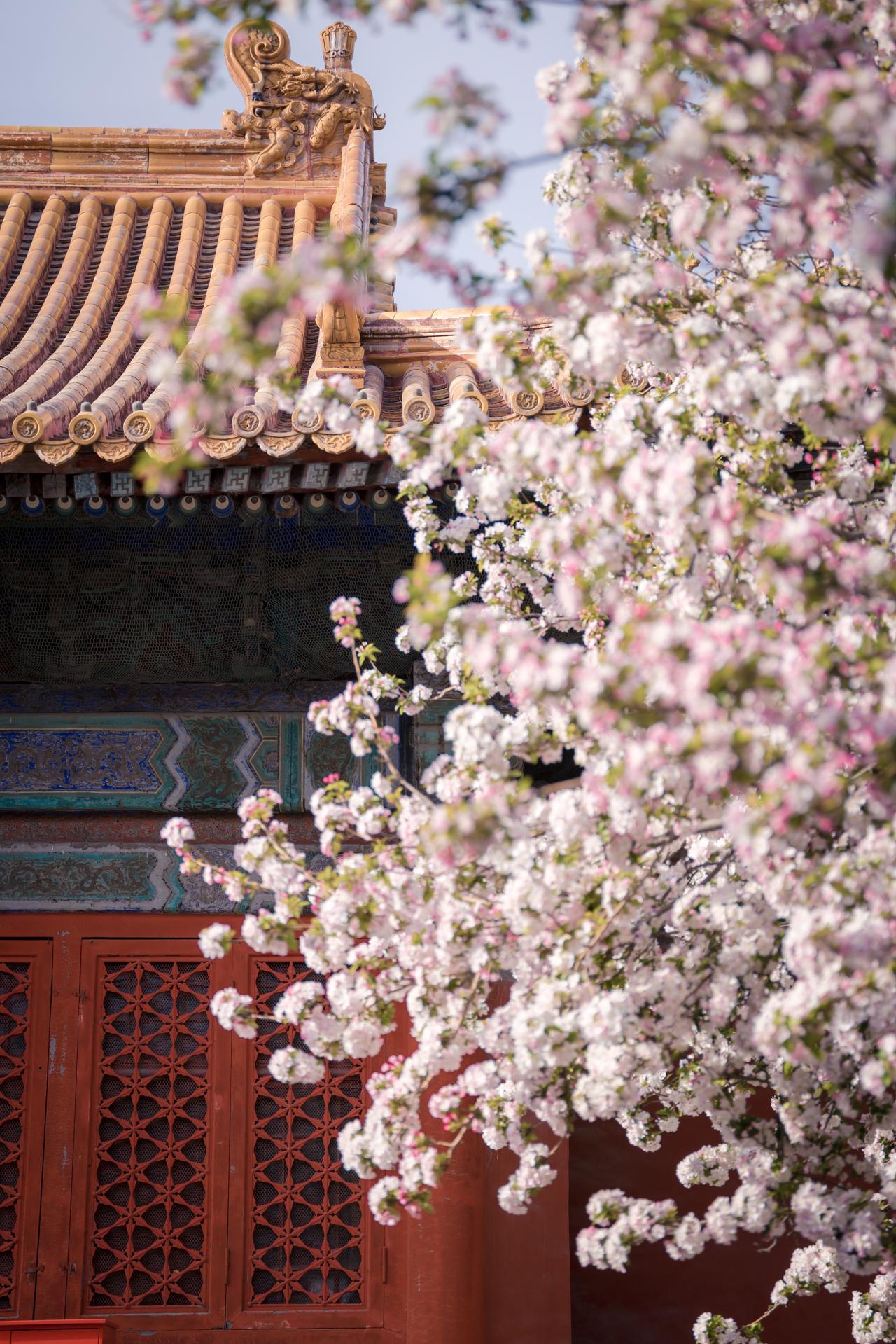 🌸现在的故宫，真的步步生花，处处是画！
-
📍 文华殿
海棠正值全盛期！一整