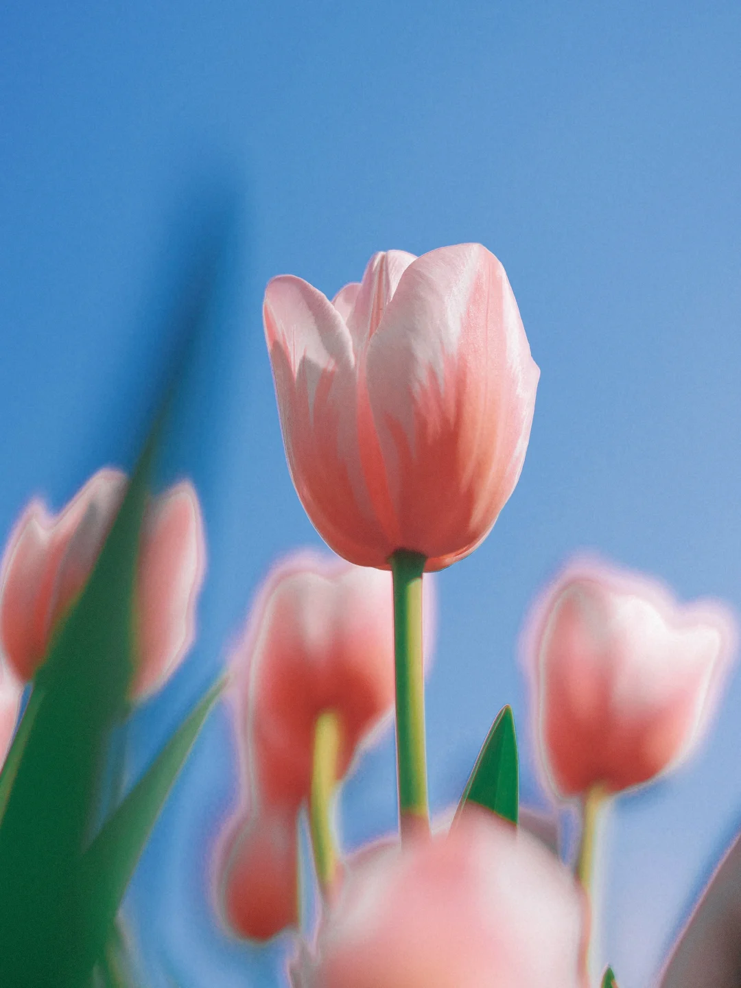 终于知道这种富士郁金香氛围感滤镜怎么调‼️