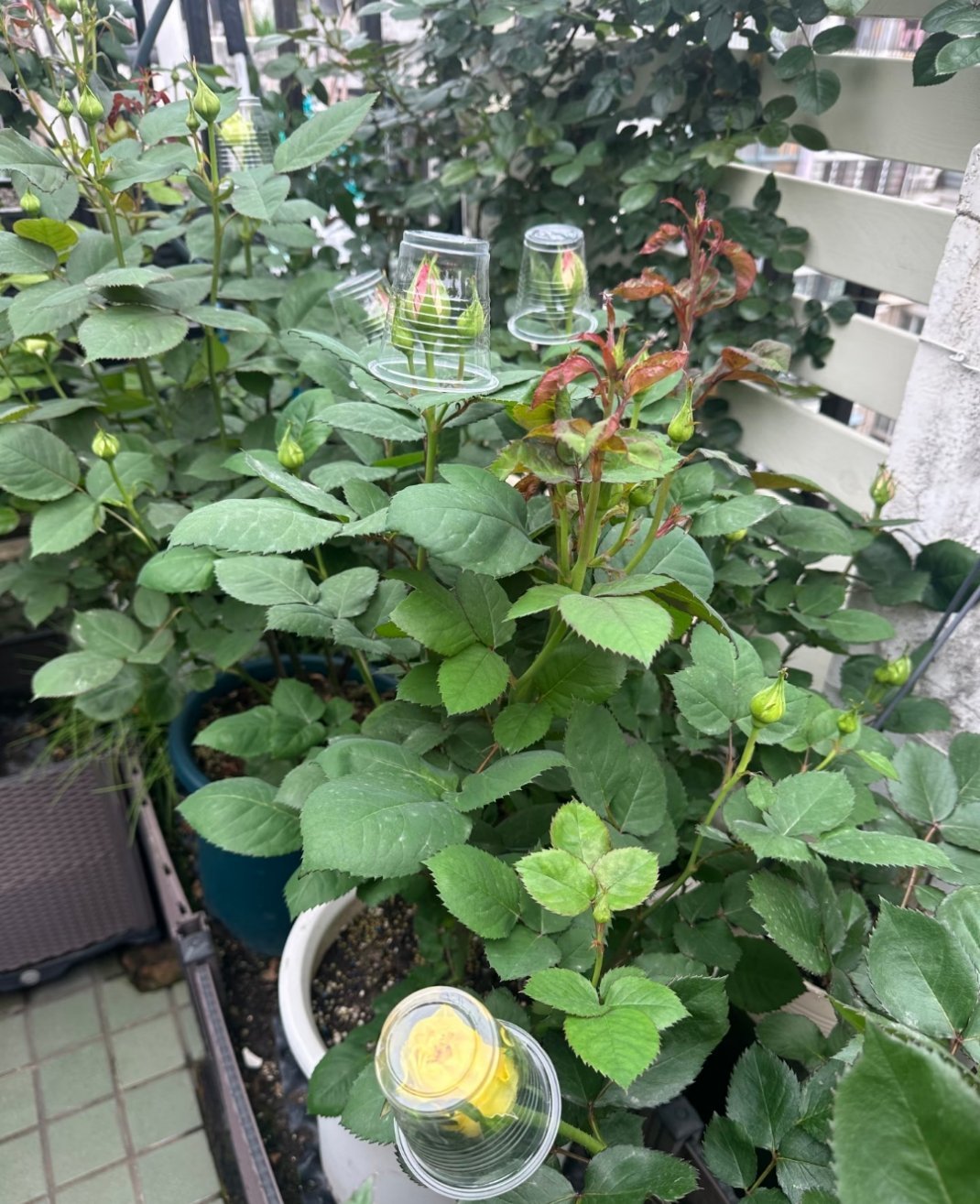 养点花我容易吗？三天两天的雨，这头茬花还能不能顺利开啊，哎… 