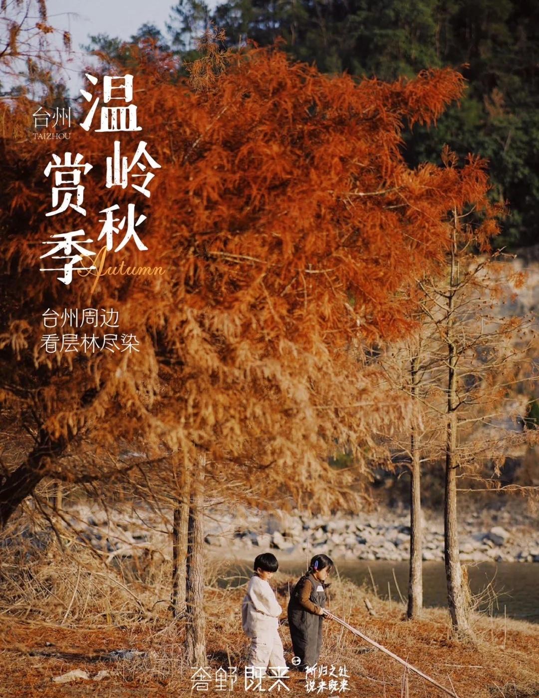 徒步赏秋，台州周边2h直达的彩林秘境🍁
2h车程直达这片靠海的彩林秘境🚗水杉