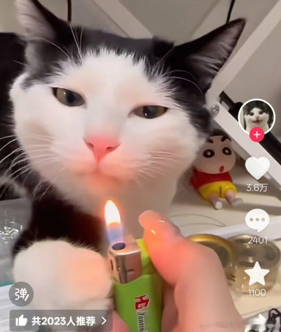 给猫点打火机是在？？猫都被烫缩回去了这有什么可搞笑的 