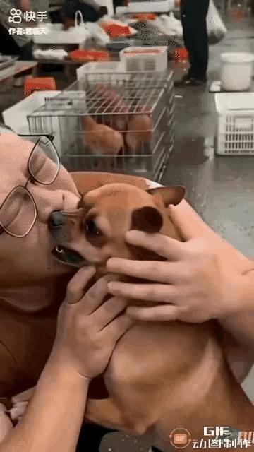 是狗咬狗🐶吗