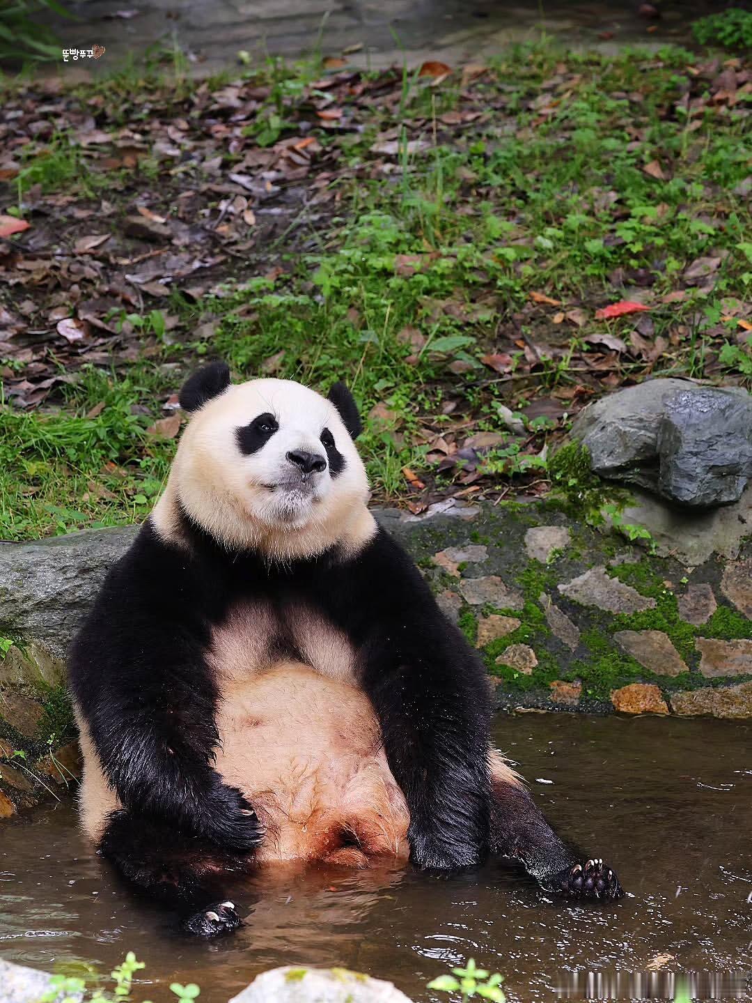 泡澡好得意好傲娇的福宝呀～ 