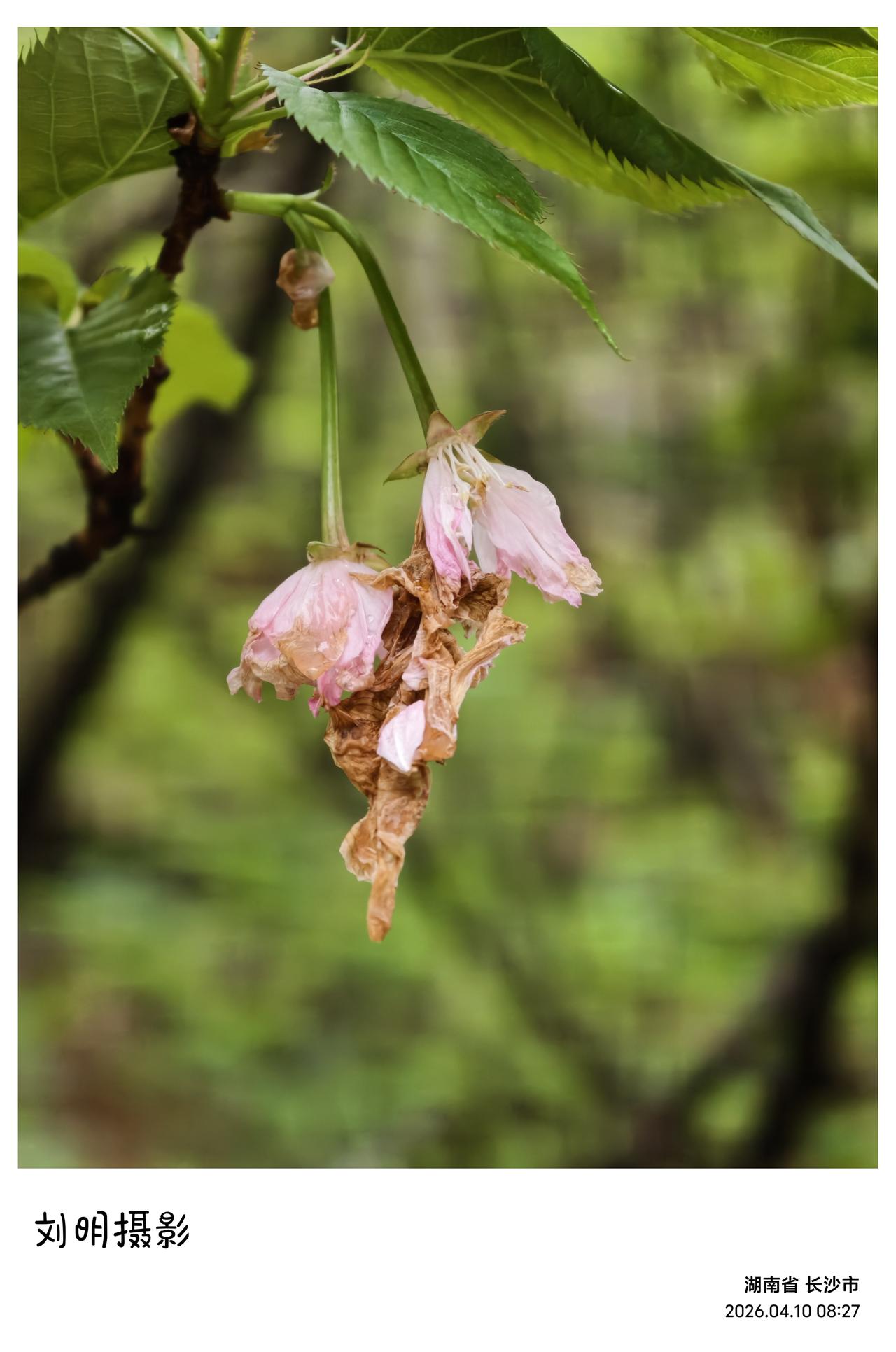 昨夜一场狂风暴雨，闹腾了半宿，天快亮时才渐渐收了声。
 
一早起来，长沙格外安静