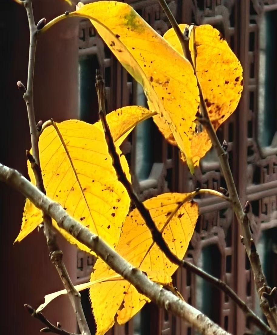 古窗的纹路里，秋阳把叶染成最暖的金。细碎的斑驳是季节的注脚，连风掠过枝桠，都裹着