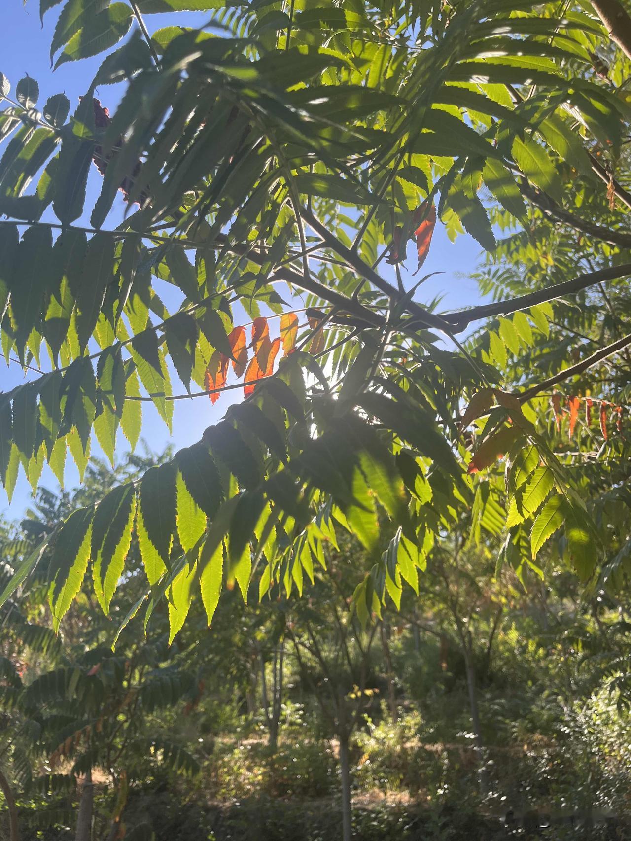 我喜欢运动时听音乐，可以让你的注意力分散，在优美的音乐中，完成一个人体式，觉得时