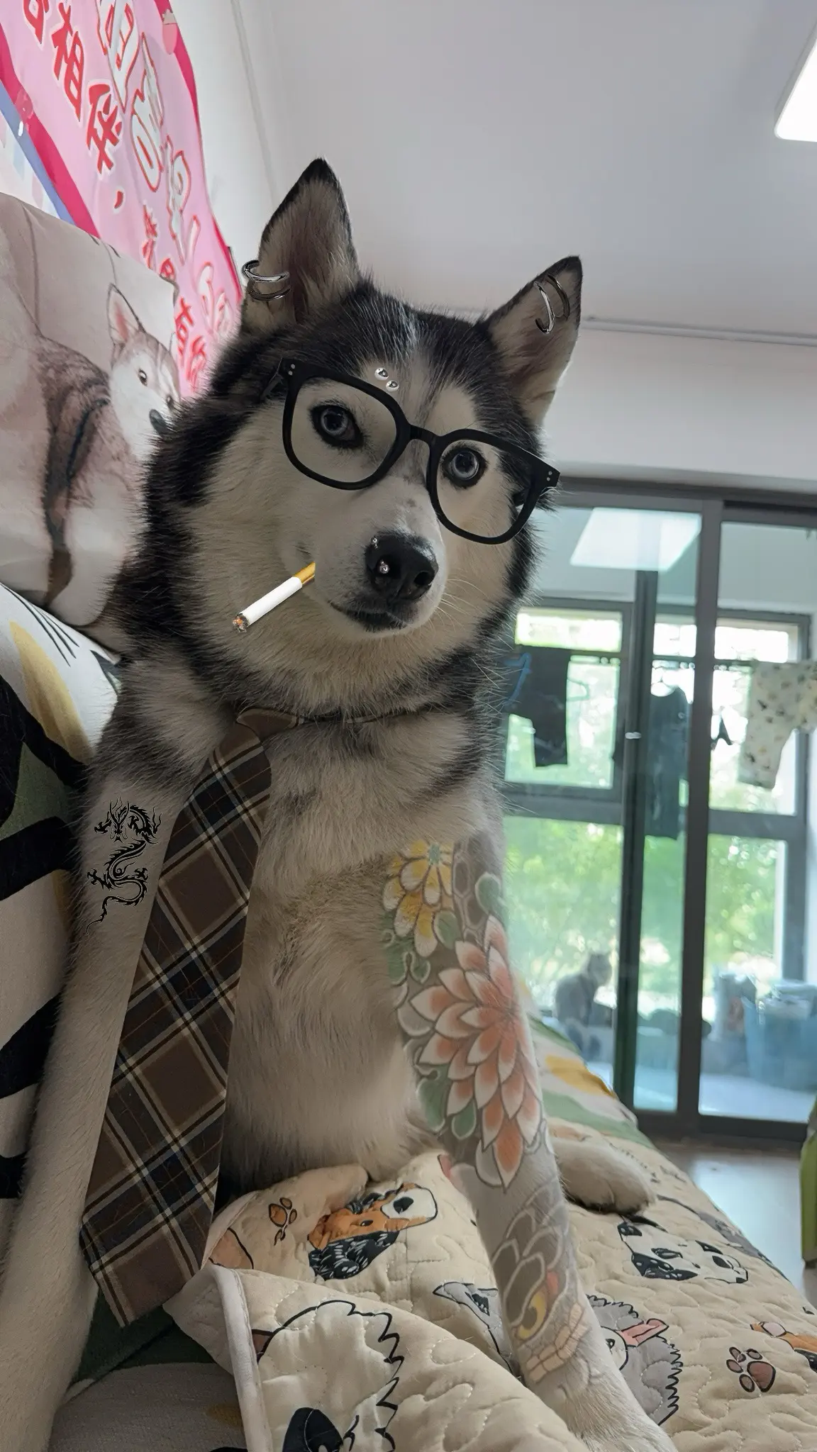 社会没有参天树，我叫肉肉你记住！  哈士奇