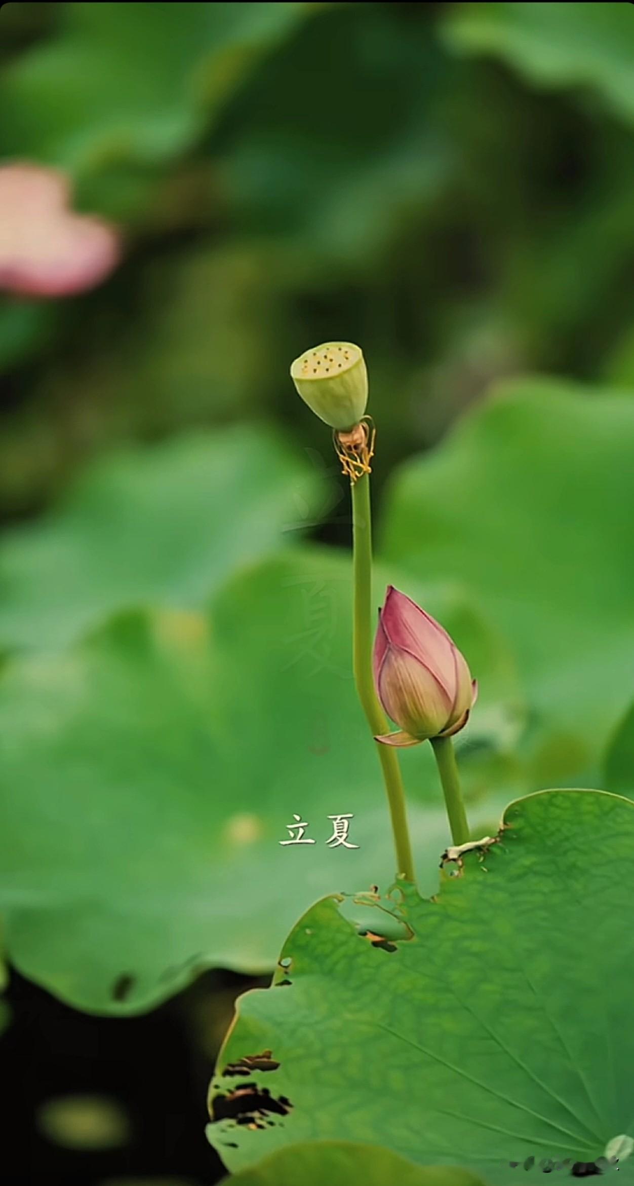 立夏~
夏天的第一个节气。
美好在路上，清凉在心上，愿君生如夏花，向阳生长，立足