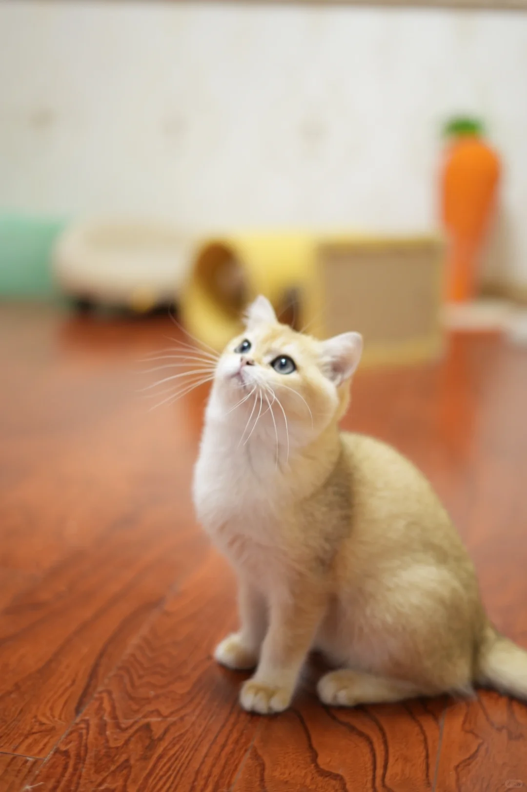 粘人小猫咪