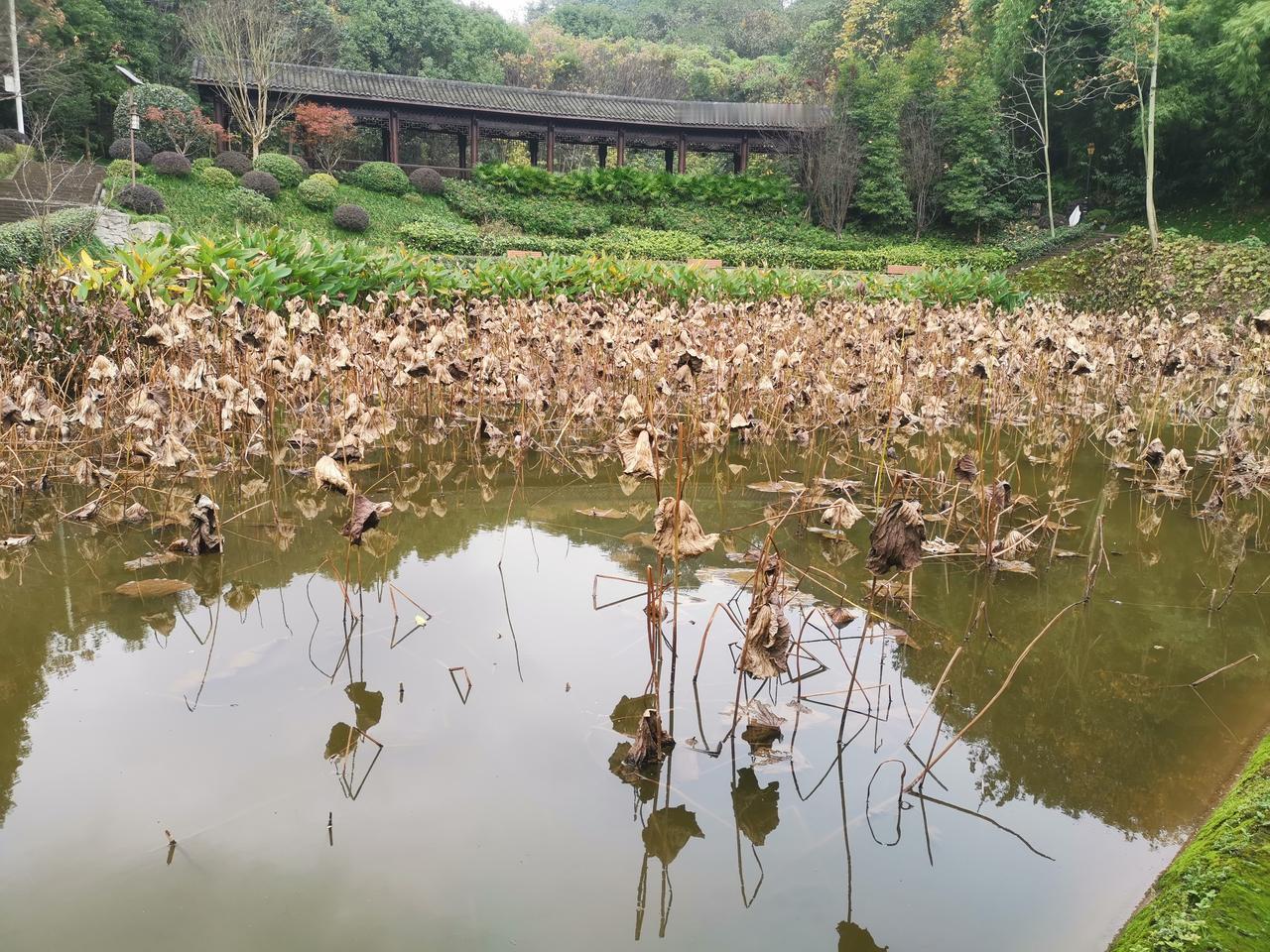 分享一下你随手拍下的照片冬天一池子的枯残荷，有人说是消亡的躯体，有人说是自然的艺