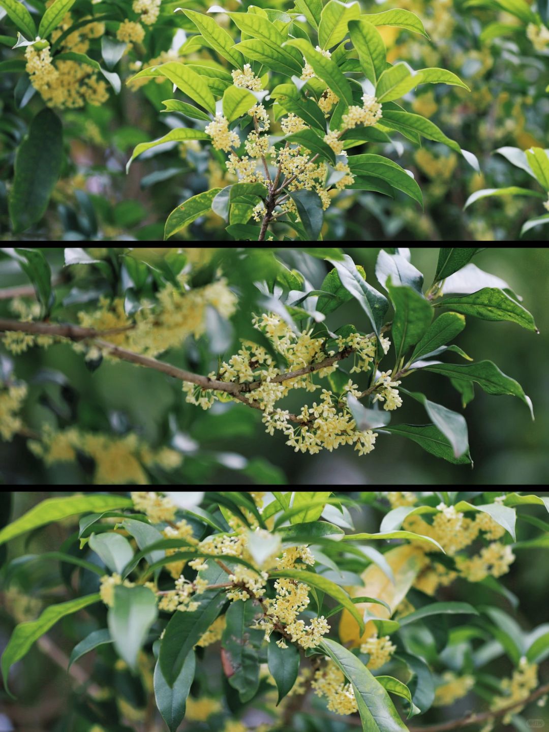 想看看你们拍的桂花