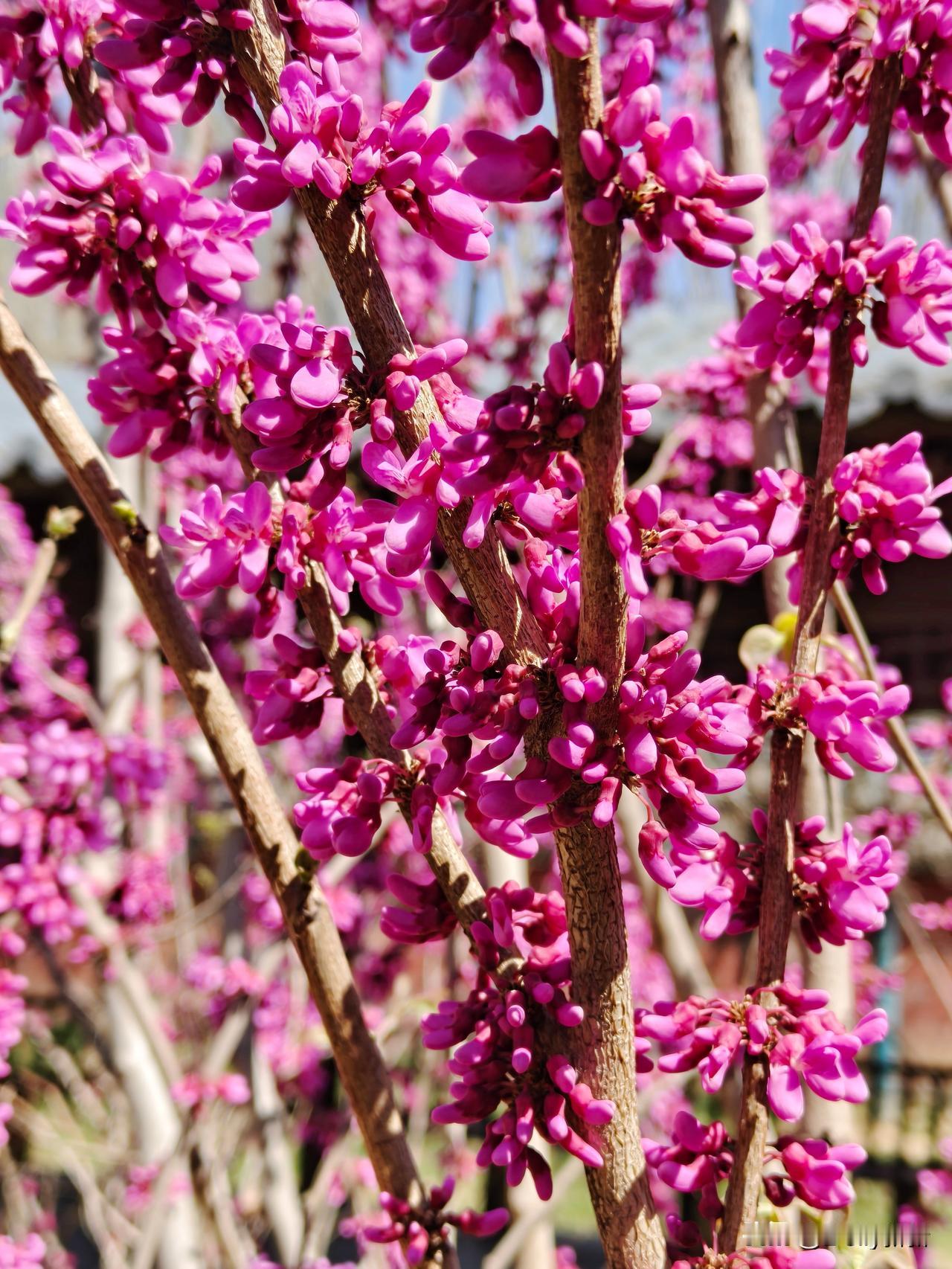 七律·紫荆花
绛霞千簇缀芳枝，先破春寒绽紫蕤。
叠锦凝烟烘晓日，繁英映水漾清漪。