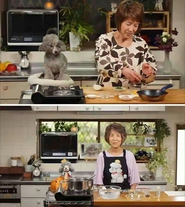 小狗只是换了一种方式陪伴主人 ​​​