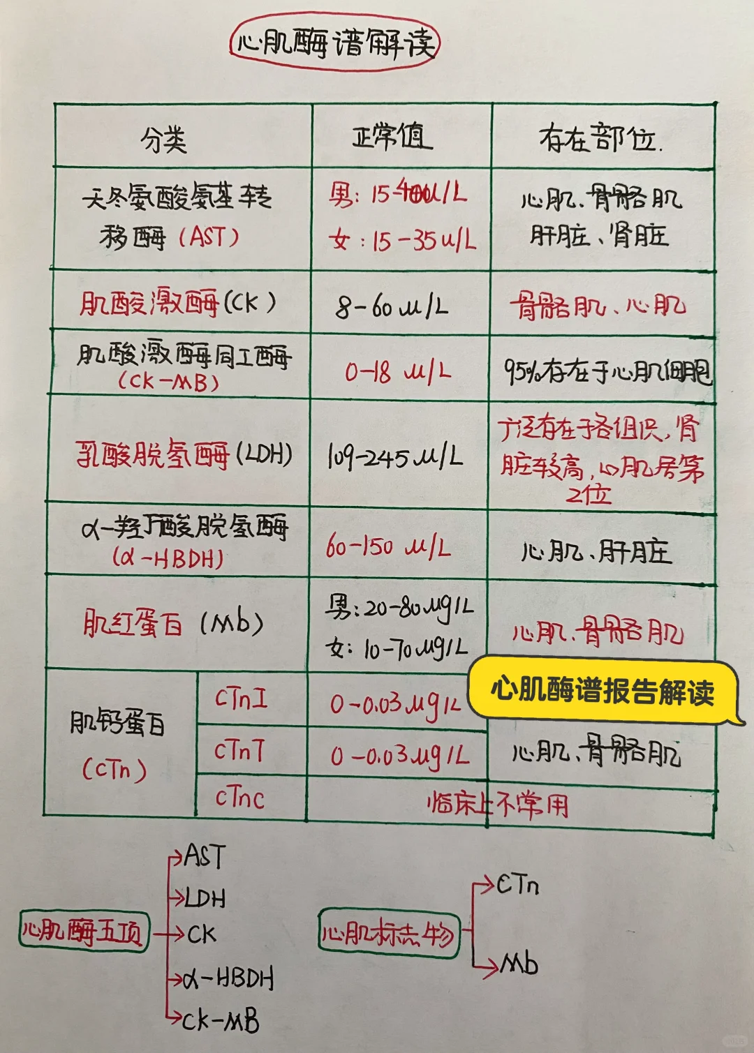 今日学习打卡——心肌酶谱报告解读