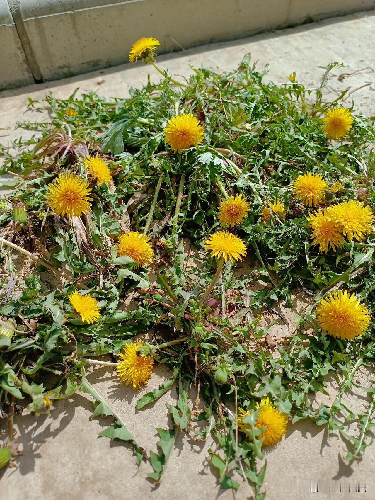 大家说，生活咋就这么难呢？手里有没有东西，一样让人穷困潦倒。

作为二姐，吃菜不