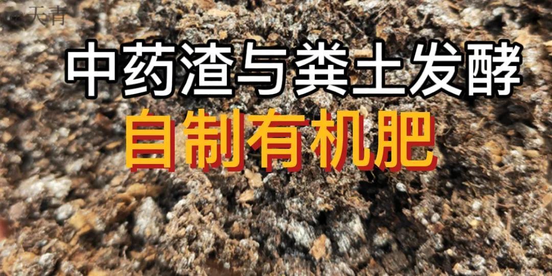 #有机肥怎么自制#中药渣发酵自制有机肥，环保又实用。先将中药渣收集起来。选择地势