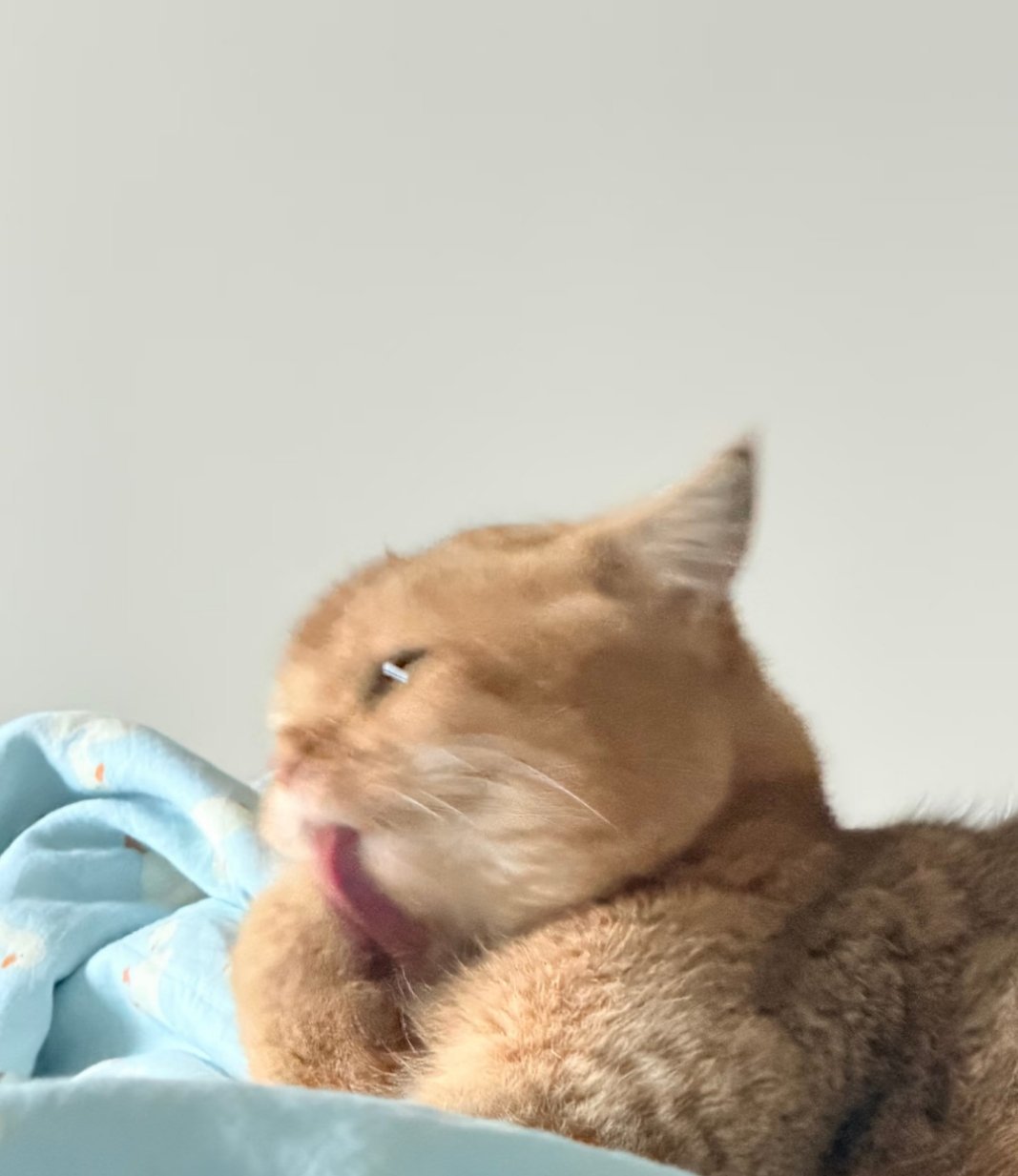 嗦嗦嗦,舔舔舔,我要把脸放在它嘴旁边 ​​​