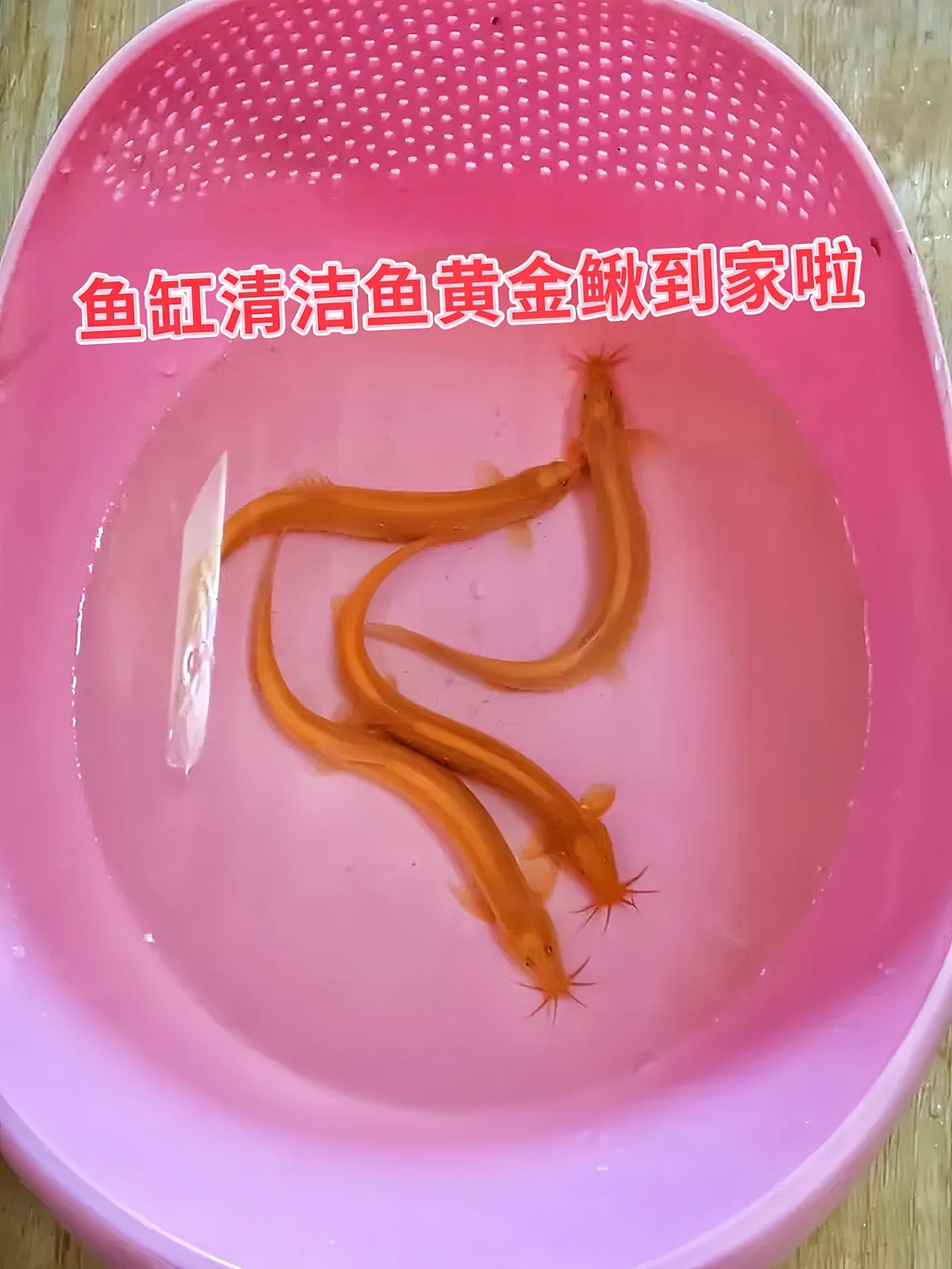1. 告别鱼缸“脏污”烦恼！黄金鳅化身勤劳“清洁工”，将残饵、藻类一扫...