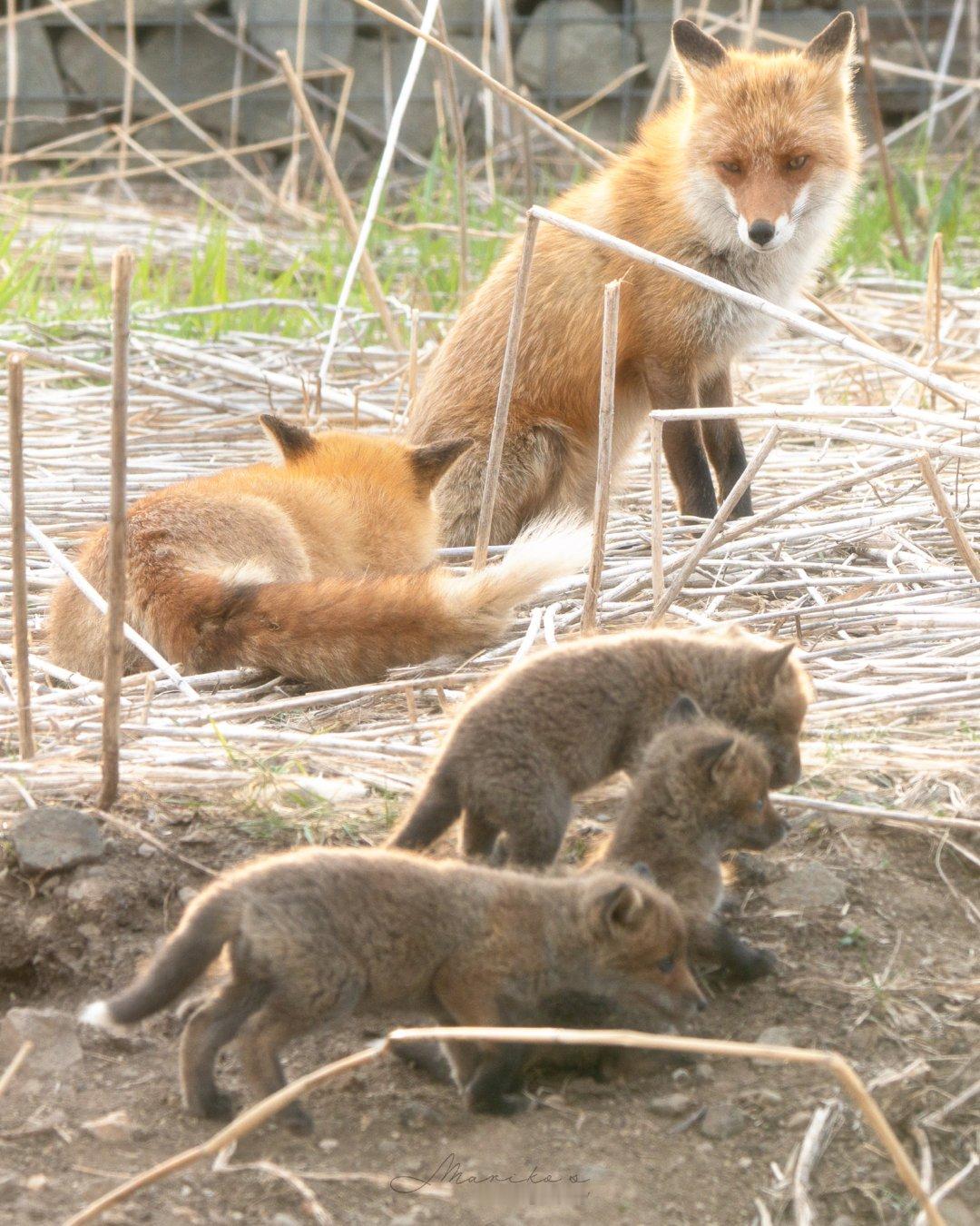 狐狐父亲，狐狐母亲，狐狸孩子们一起来个大合影狐狐会共同肩负家庭责任©️maru_