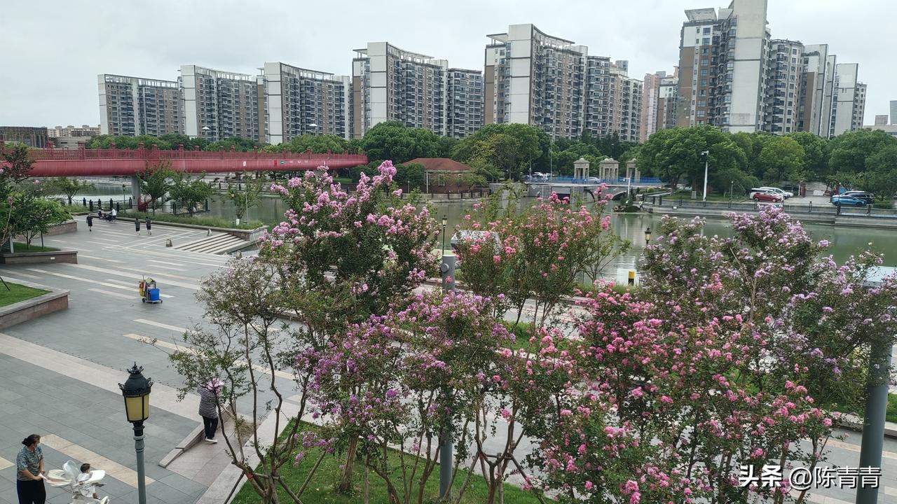 苏州小外滩的花开了，小外滩往西就是有名的活力岛，前面是人民路北端。

原来，活力