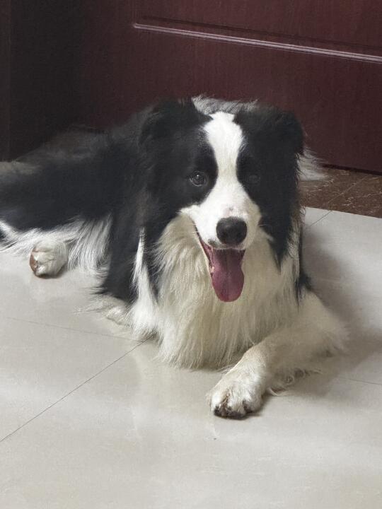 喜欢揣手的修狗