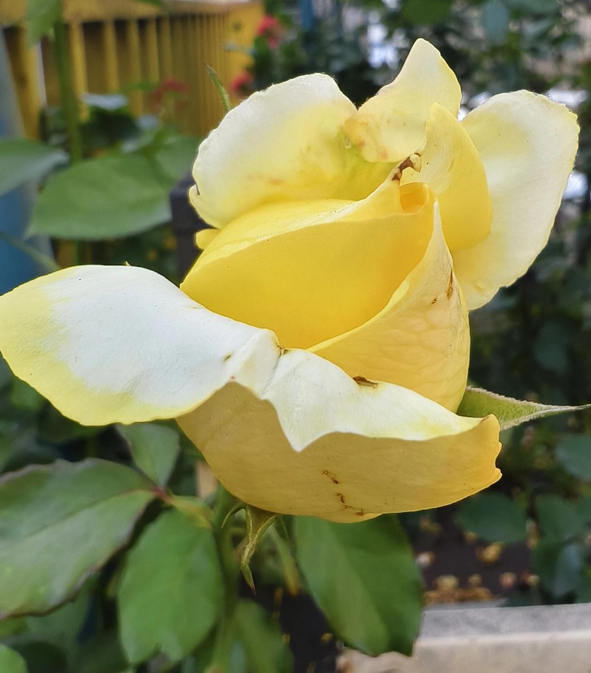 ——花有重开日，人无再少年！
 
花有重开之日，人无重返少年之时。
 
我们都深