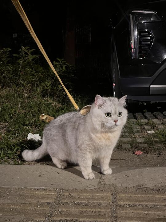 带小猫出门散散步吧