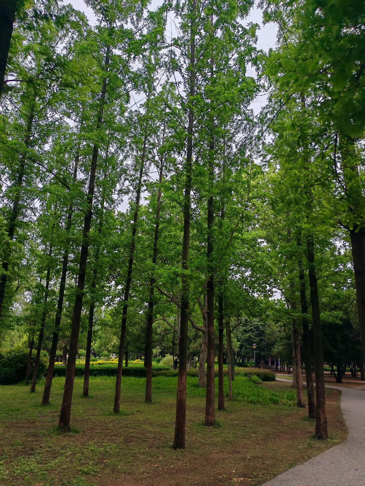 炎热的夏天，看到树林有一种特殊的喜欢，因为身居其中凉嗖嗖的，太惬意舒服啦！