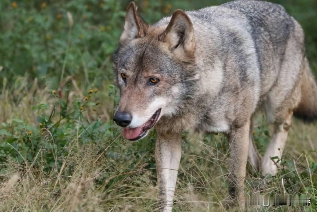 日本东京一所动物园今天（28日）发生动物脱逃事件。一只狼今天早上从饲养区逃脱，不
