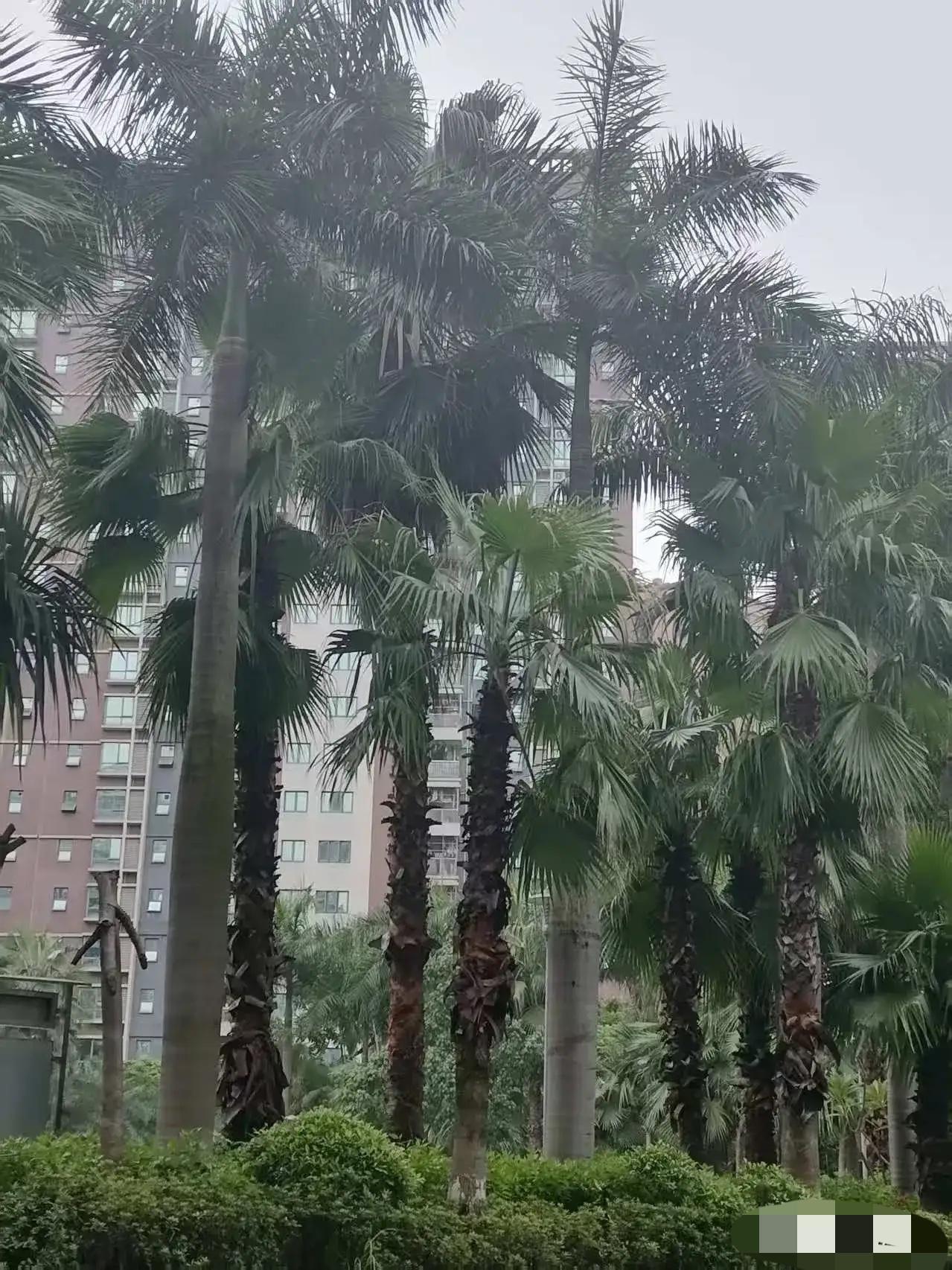 昨天陪老爸去北京看腰，挂了个头发全白的老专家号。老爷子刚摸两下我爸腰眼那块，问了