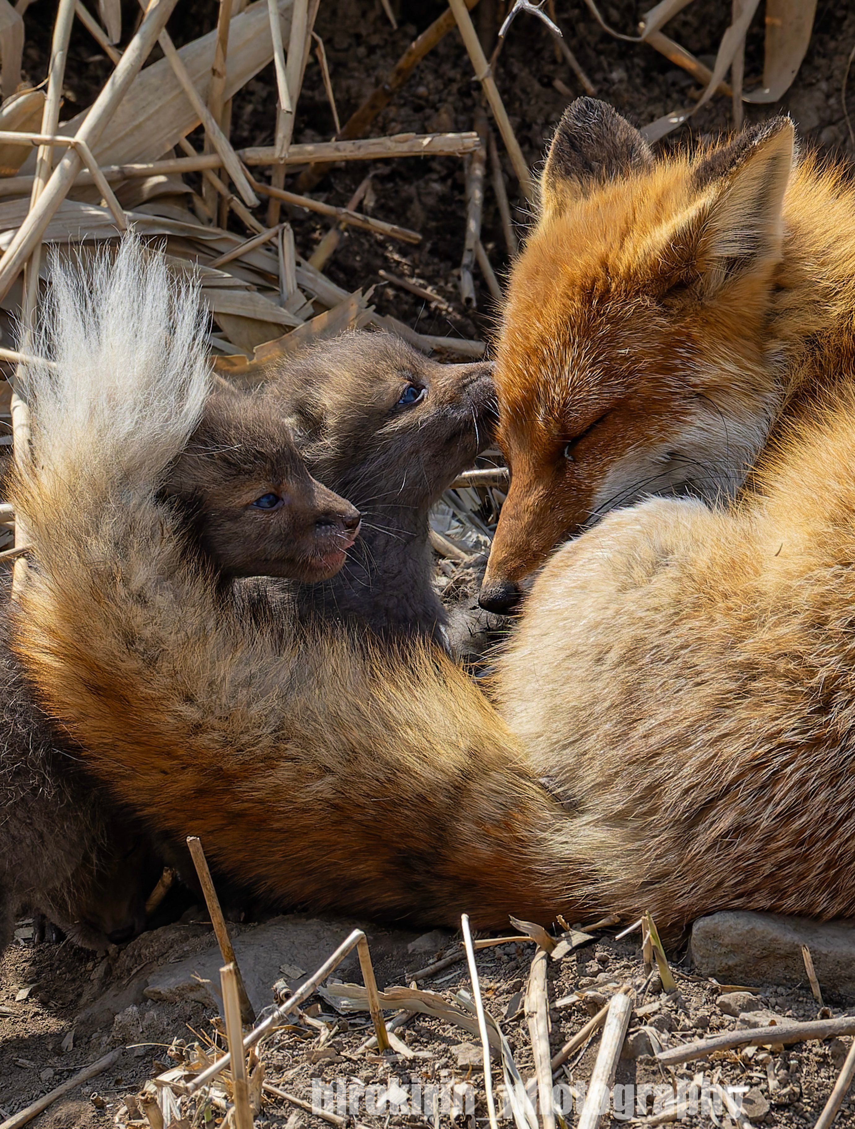 狐狸[超话] 妈妈最爱🦊💕那是多么温柔的时光⏳©️hirokirin_pho