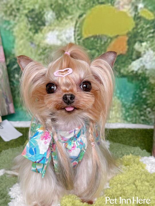 🍬🎃日常13｜小狗翻新日