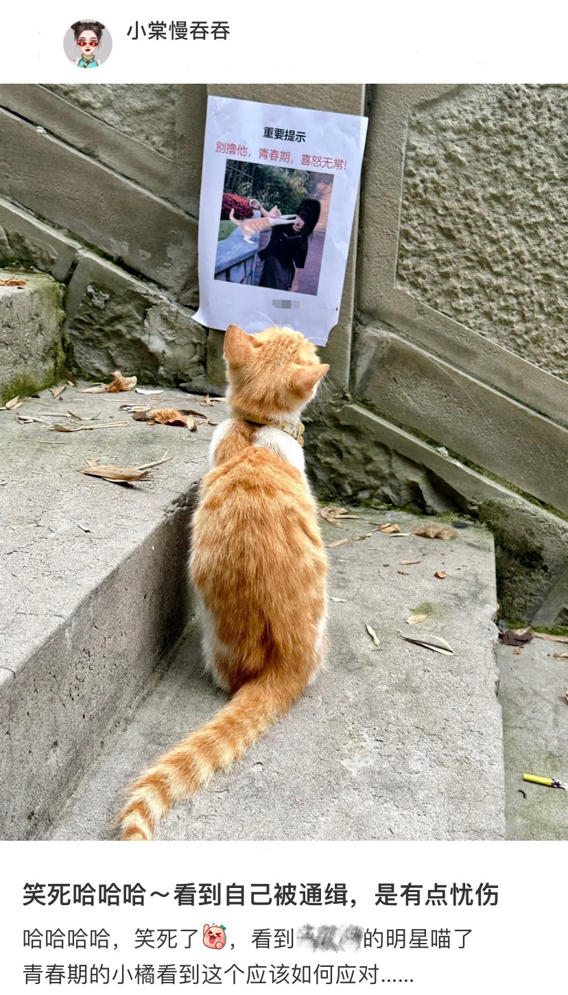 被全小区通告的青春期小猫这个高度一看就是贴给当事猫看的[doge] ​​​