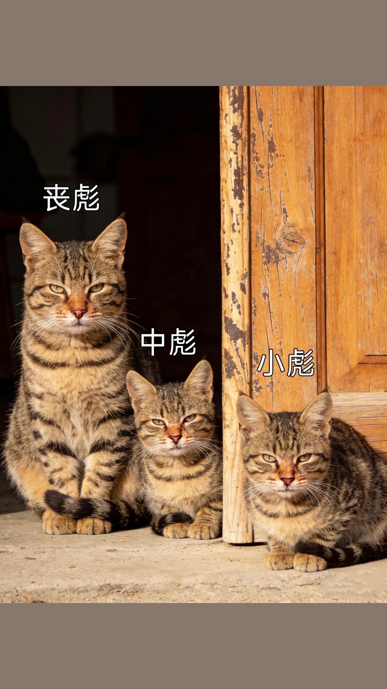 猫咪 狸花猫真的不好惹 萌宠出道计划