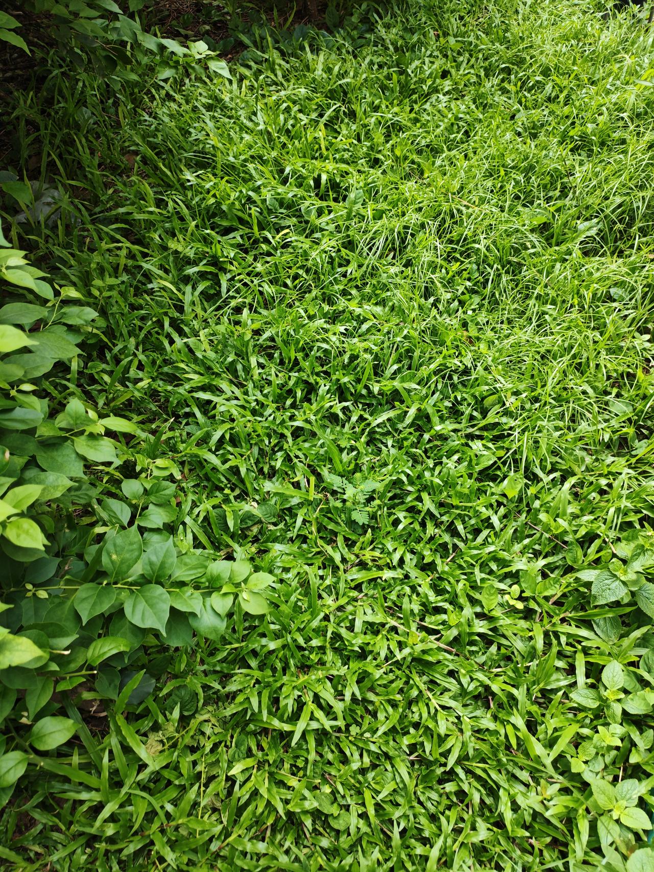 随手拍公园美景夏天了，这公园里的小草也很美，绿油油的一片也是一道公园的美景！