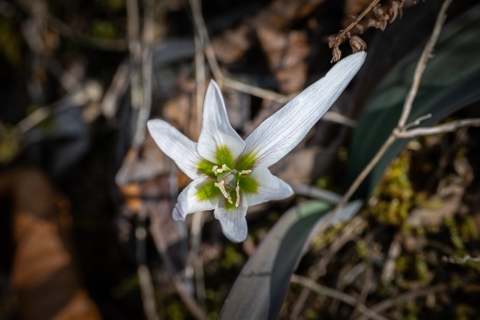 #只在皖浙交界开放的花#【看！皖浙老鸦瓣正在盛放】#这种花号称时间管理大师#阳春