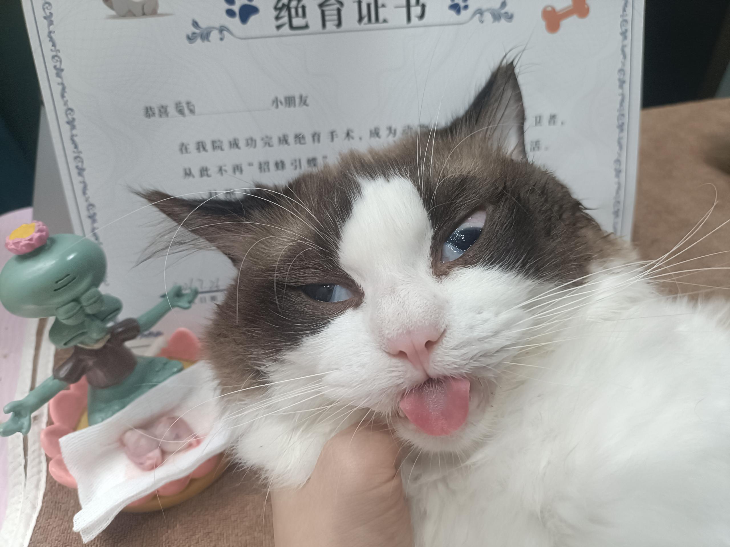家里最后一员也完成猫生大事了！家里四个公公凑齐了😏拾伍的猫奴生活