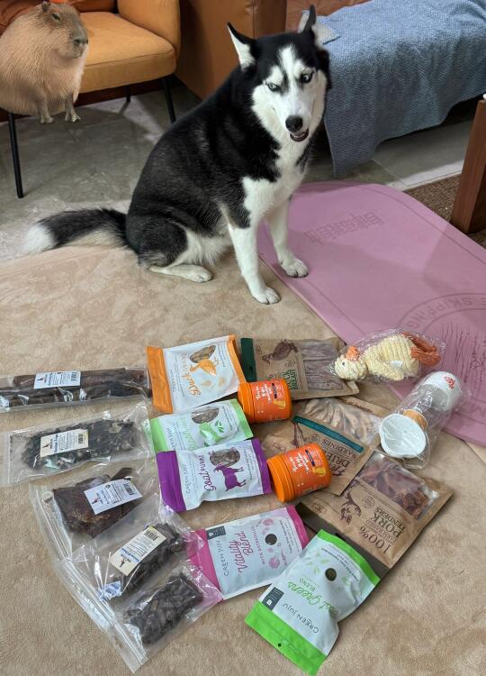 🇸🇬PETEXPO新加坡宠物展给狗子打猎归来