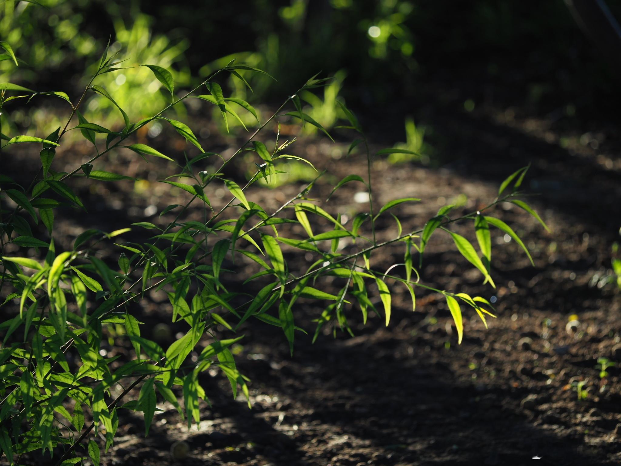 早安每一天，又是新的一周，献上花开的美好花开早安 奥林巴斯PEN-F 40-15