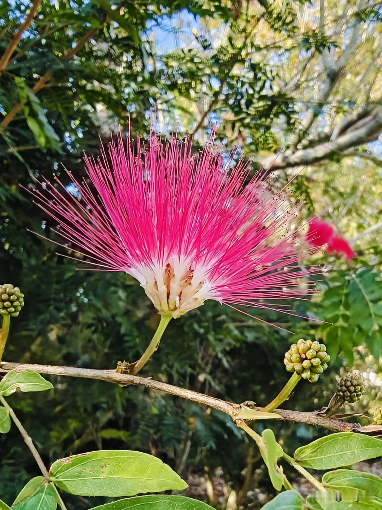 我家花园里种的朱缨花

也常叫红绒球、苏里南粉扑花、美蕊花。花朵由无数细密玫红色