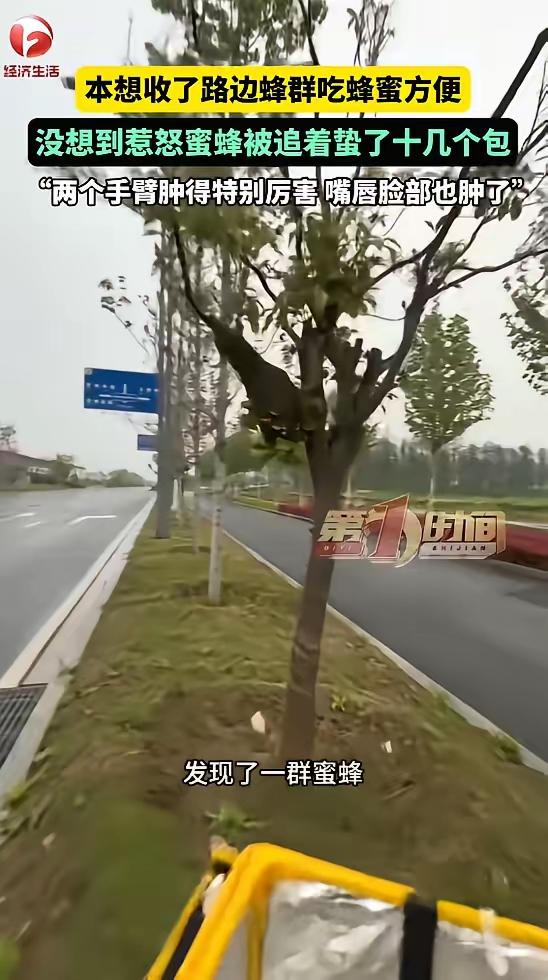 “胆子真大！”近日，河南息县，一男子上班时，在路边一棵树上发现了一群蜜蜂，他看网
