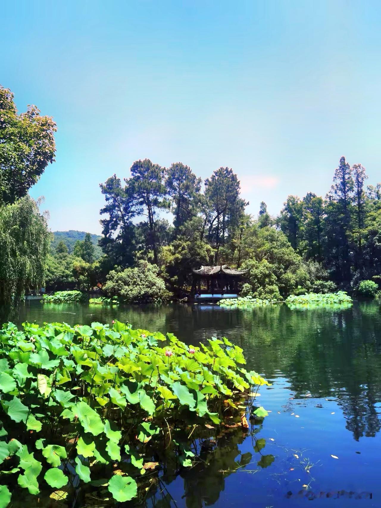 赏荷就去“曲院风荷”景区，曲院风荷是杭州西湖十景之一‌，位于西湖西北角北山街附近