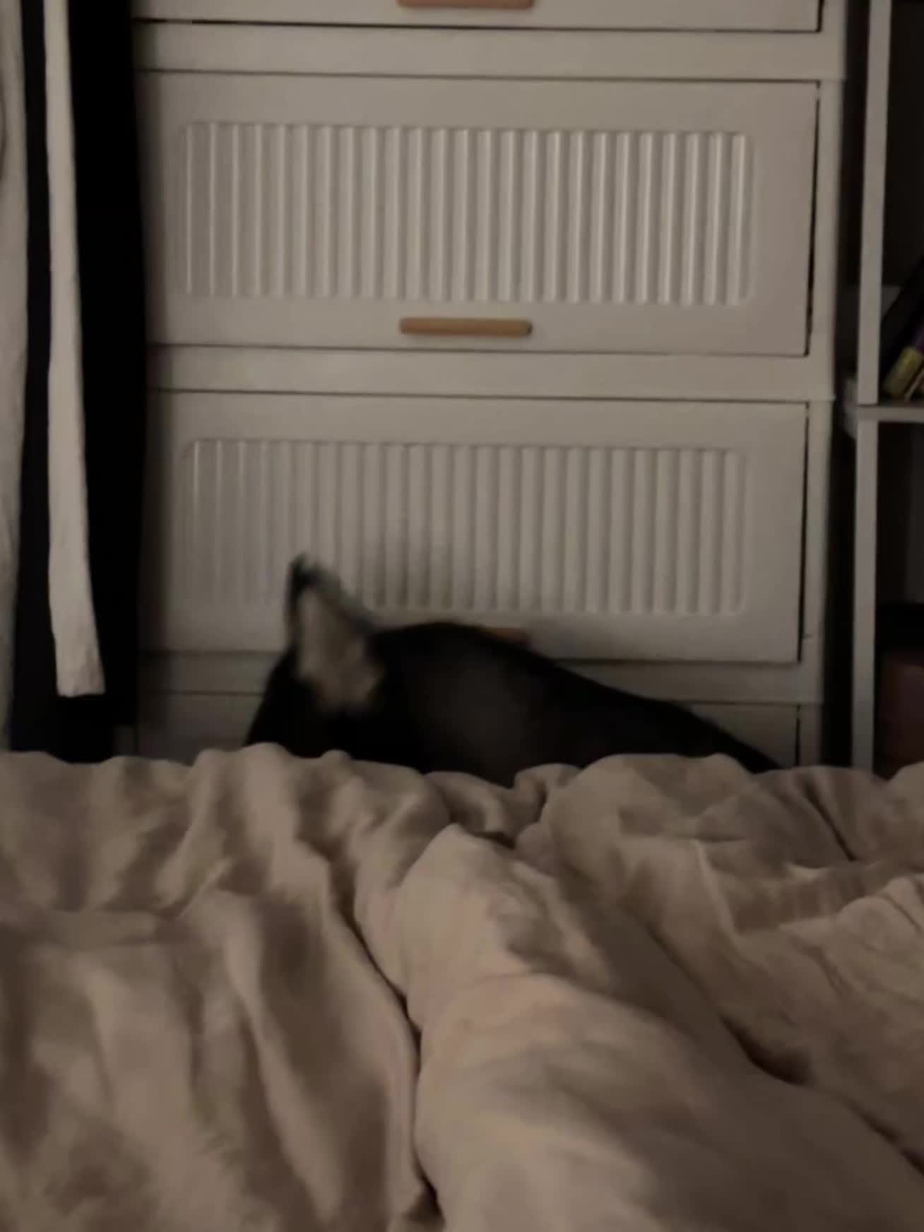 不管多大 还是害怕打雷的小狗