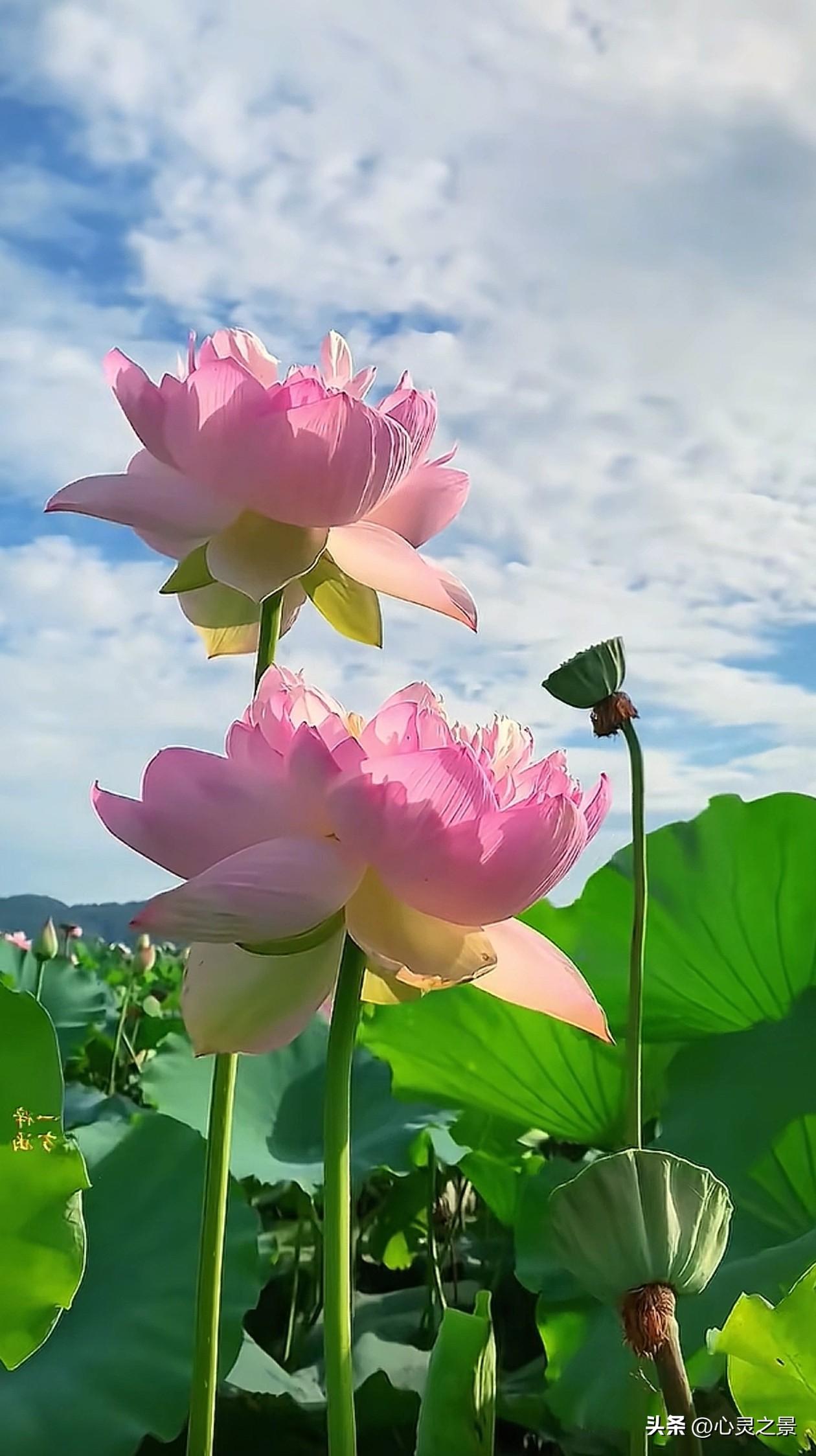 抬头撞见晴空粉荷，花茎笔直挺立，一朵盛放，一朵含苞，各自自在，互不攀比。
忽然读