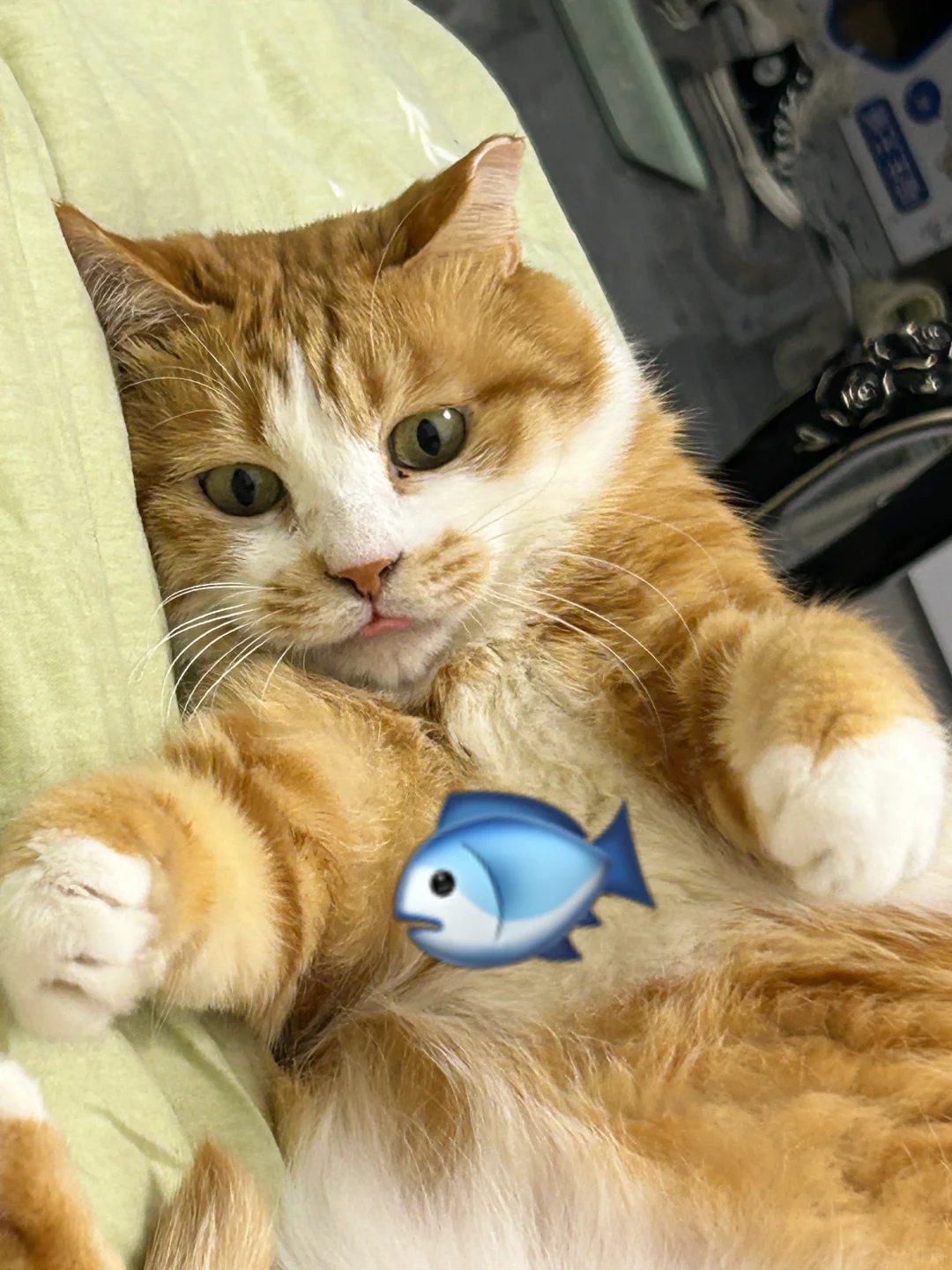 姨姨，昨晚我做梦梦到的小鱼干有这么大🤲