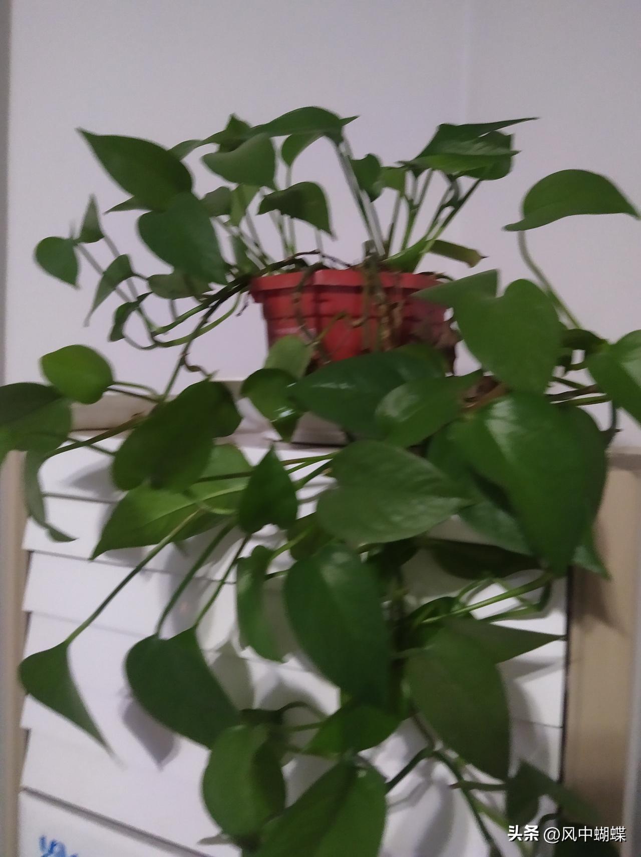 这大冬天的，外面冷飕飕的，树叶都掉光了，整天灰蒙蒙的，看着真有点闷。

一看到这