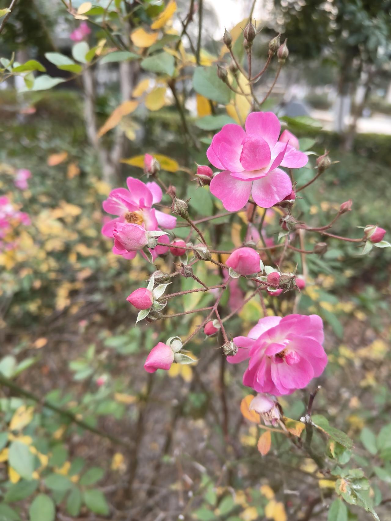 花开花落俱有时，
人来人往终相逢！